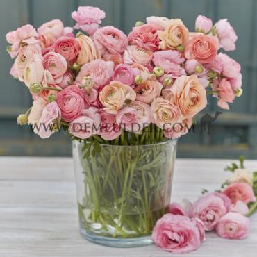 Ranunculus Amandine Pastel Pink 3/5 (x250)