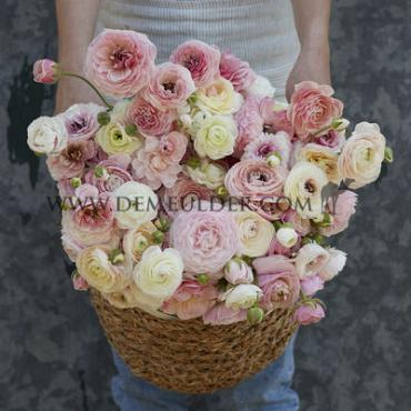 Ranunculus Amandine Porcelaine 3/5 (x250)