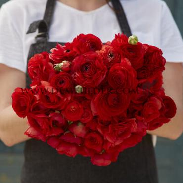 Ranunculus Amandine Scarlet 3/5 (x250)
