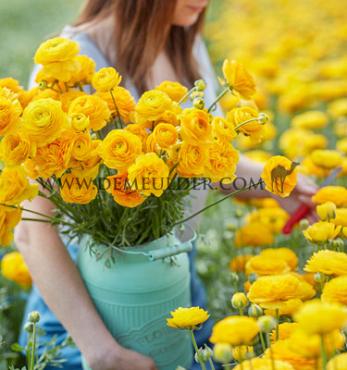 Ranunculus Amandine Yellow Picotee 3/5 (x250)