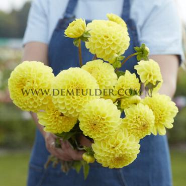 Ball Yellow Symphony Festival Winter Dahlia Ball Dahlia Yellow Symphony I (x14x1)