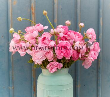 Ranunculus Amandine Rose 3/5 (x250)