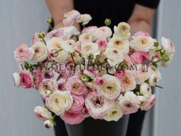 Ranunculus Friandine White Picotee 3/5 (x250)