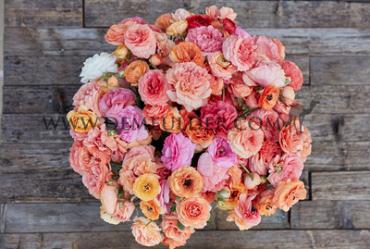 Ranunculus Pauline Champagne  3/5 (x250)