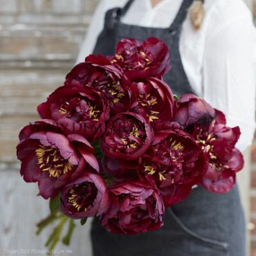 Paeonia Buckeye Belle 3/5 (x10)