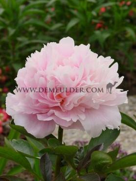 Paeonia Dinner Plate 3/5 (x10)