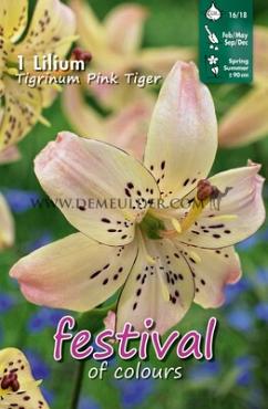 Dv Tigrinum Pink Festival Spring Lilium Lilium Tigrinum Pink 16/18 (x14x1)