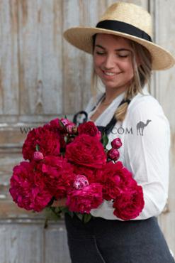 Paeonia Kansas 3/5 (x10)