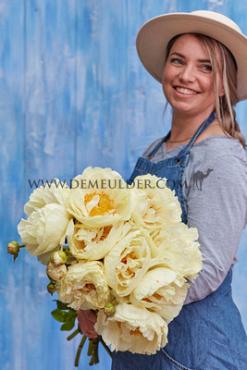 Paeonia Lemon Chiffon 3/5 (x10)