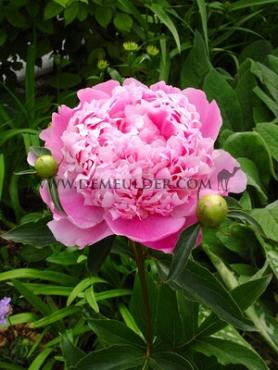 Paeonia Monsieur Jules Elie 3/5 (x10)