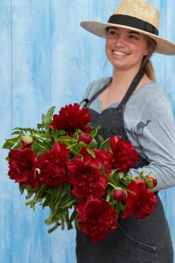 Paeonia Red Charm 3/5 (x10)