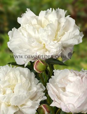 Paeonia Shirley Temple 3/5 (x10)
