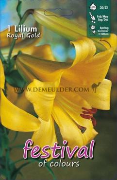 Pre-packed Lilium Golden Splendour 20/22 (x14x1)