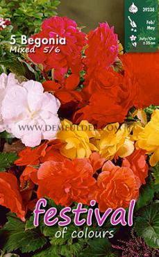 Double Dubbel Gemengd Festival Spring Begonia Begonia Double Mixed 5/6 (x14x5)