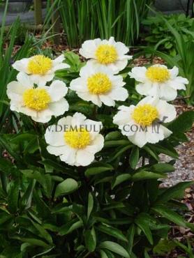 Paeonia Clair De Lune 3/5 (x 10)