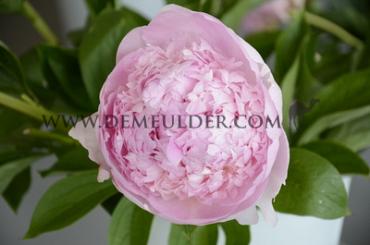Paeonia Angel Cheeks 3/5 (x10)