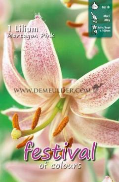 Species Martagon Festival Spring Lilium Lilium Martagon I (x14x1)