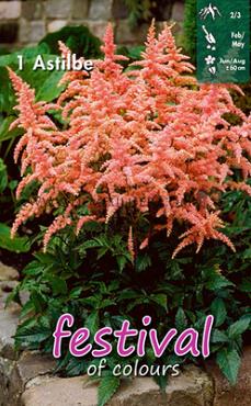 Japonica Bonn Festival Winter Perennials Astilbe Pink 2/3 (x14x1)