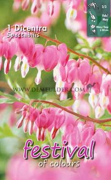 Spectablis Festival Winter Perennials Dicentra Spectablis 2/3 (x14x1)