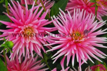 Cactus Of Semicactus Dwarf Park Princess Festival Winter Dahlia Cactus Of Semicactus Dahlia Park Princess I (x14x1)