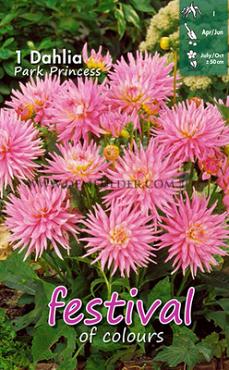 Cactus Of Semicactus Dwarf Park Princess Festival Spring Dahlia Cactus Of Semicactus Dahlia Park Princess I (x14x1)