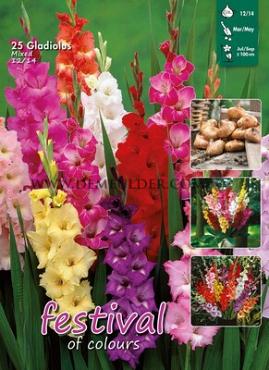 Large Flowered Gemengd Festival Spring Big packs mixes Gladiolus Mixed  12/14 (x25x25)