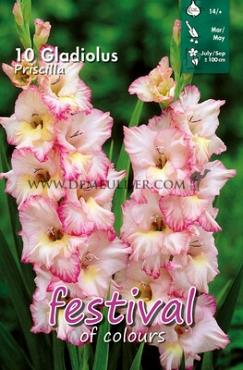 Large Flowered Priscilla Festival Spring Gladiolus Large Flowered Gladiolus Priscilla 14/+ (x10x10)