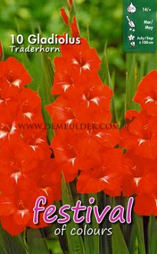 Large Flowered Traderhorn Festival Spring Gladiolus Large Flowered Gladiolus Traderhorn 14/+ (x10x10)
