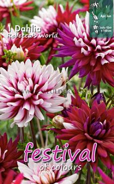 Decorative Small Flowered Rebecca's World Festival Winter Dahlia Small Flowered Dahlia Rebecca's World I (x14x1)