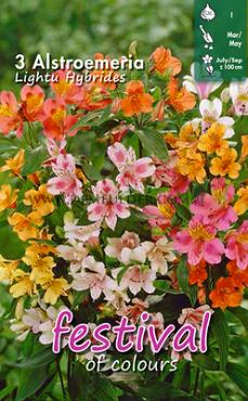 Ligtu Hybriden Festival Winter Miscellaneous Alstroemeria Ligtu Hybriden I (x14x3)