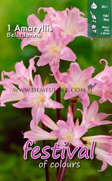 Belladonna Belladonna Festival Winter Miscellaneous Amaryllis Belladonna 20/+ (x14x1)