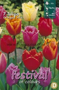 Tulips Fringed Mixed 12/+ (x12x7)