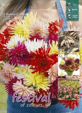 Cactus Of Semicactus Gemengd Festival Winter Big packs mixes Dahlia Mixed 100cm Cactus  I (x16x5)