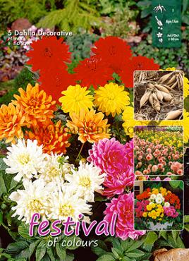 Decorative Dwarf Gemengd Festival Spring Big packs mixes Dahlia Mixed Low 50cm Decorative  I (x16x5)