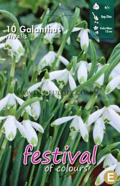 Galanthus Nivalis 6/+ (x12x10)