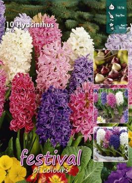 Hyacinths Mixed 15/16 (x20x10)