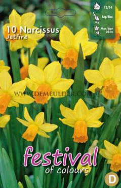 Narcissus Jetfire 12/14 (x12x10)
