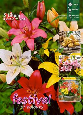 As Gemengd Festival Spring Big packs mixes Lilium Asiatic Mixed  14/16 (x16x5)