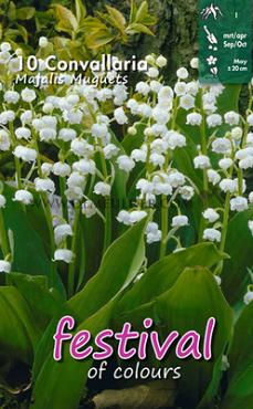 Plantkiemen Festival Winter Perennials Convallaria Plantkiemen Plantkiemen (x14x10)