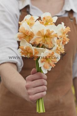 Narcissus Zinzi Butterfly 14/16 (x8x3)