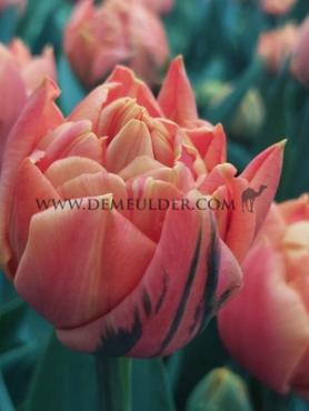 Tulips Valdivia 12/+ (x12x7)