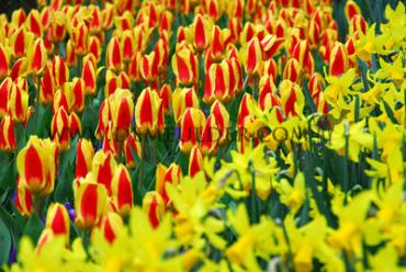 Nr. 12 Tulips Botanical 12/+ (5x60)