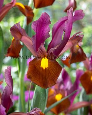 Nr. 44 Iris 8/+ (5x100)