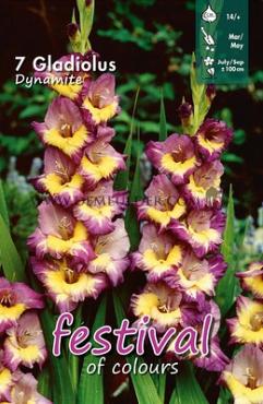 Large Flowered Dynamite Festival Winter Gladiolus Large Flowered Gladiolus Dynamite 14/+ (x10x7)