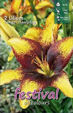 As Tango Lily Tigerplay Festival Winter Lilium Lilium Tango Lily Tigerplay 16/18 (x14x2)