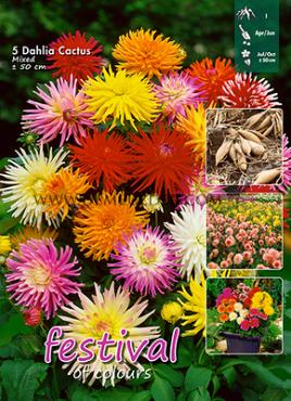 Cactus Of Semicactus Dwarf Gemengd Festival Spring Big packs mixes Dahlia Mixed Low 50cm Cactus  I (x16x5)