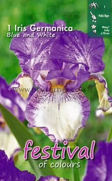 Germanica Blauw / Wit Festival Winter Iris Germanica Iris Blue / White I (x14x1)