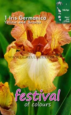 Germanica Geel / Brons Festival Spring Iris Germanica Iris Yellow/Bronze I (x14x1)