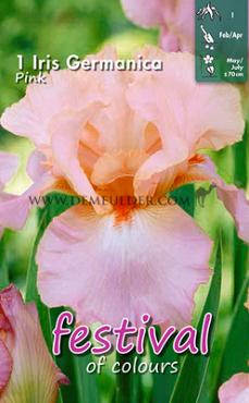 Germanica Rose Festival Spring Iris Germanica Iris Pink I (x14x1)