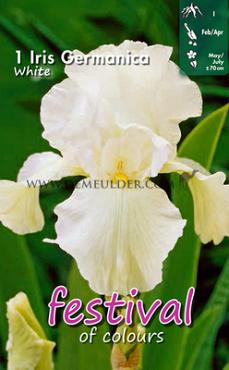 Germanica Wit Festival Winter Iris Germanica Iris White I (x14x1)